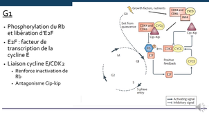 le cycle cellulaire LAS B 2026 14-02-2025.mp4