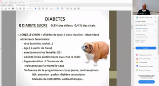 Enregistrement Dysendocrinies troubles de la soif chez les carnivores - Mr J.P LEMONNIER