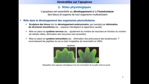 La mort cellulaire par apoptose - généralités.mp4