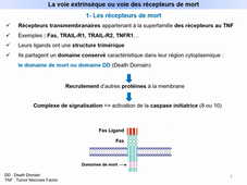 Cours apoptose L.AS Autres - IV- La voie des récepteurs de mort.mp4