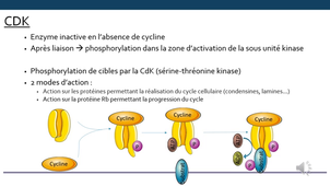 le cycle cellulaire LAS Autre 2026 060326 2-2.mp4