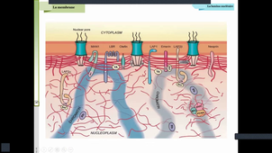 Support_Vidéo_Biologie_Cellulaire_Denoyelle_Noyau_Partie_2_06_03_2026