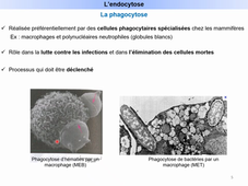 Système endomembranaire - Cours n°2 Mineure - diapos 48 à 64.mp4