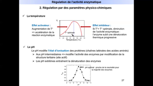 Enzymologie - L.AS Hors Bio - Diapos 25 à 31 - Régulation de l'activité enzymatique