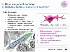 Tissu conjonctif commun et tissu cartilagineux