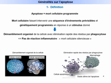Cours apoptose L.AS Autres - I- Généralités.mp4