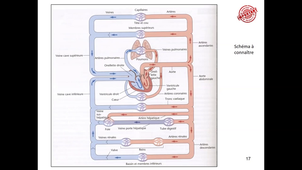 CM Physiologie P. SCHUMANN BARD du 25/08