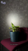 Pierrette, la plante de l'ombre