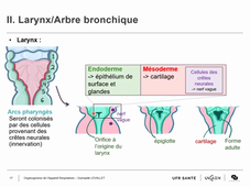 Organogenèse de l'Appareil Respiratoire