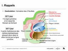 Organogenèse de l'Appareil Digestif