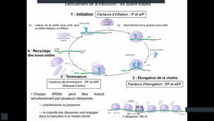 Support_Vidéo_Biologie_Moleculaire_Traduction_Denoyelle_Partie_2_29_01_2026