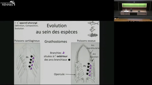 C - Formation et devenir de l'appareil pharynge