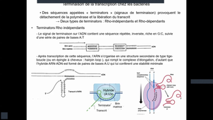 Support_Vidéo_Biologie_Moléculaire_Transcription_Denoyelle_Partie_2_28.01.2026