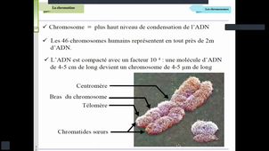 Support_Video_Biologie_Cellulaire_Denoyelle_Noyau_Partie_1_06_03_2026