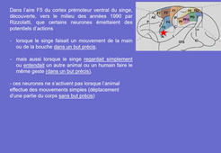 L2 Neurosciences - CM4 - les neurones miroirs - Mme Bocca