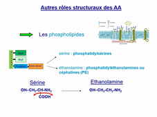 Acides Aminés Peptides Protéines LAS Mineure Santé