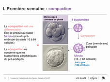 La Formation des 3 feuillets primitifs