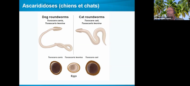 Enregistrement helminthoses gastro-intestinales des carnivores - Mr BEUGNET