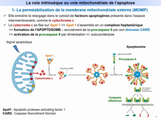 Cours apoptose L.AS Autres - III- La voie mitochondriale.mp4