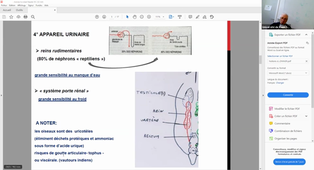 Enregistrement Pathologies aviaires en elevage familial - Mr J.P LEMONNIER