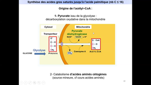 Métabolisme de acides gras - Diapos 8 à 16 - Synthèse des acides gras partie 1