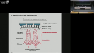 Odonto-Embryogenèse : La dentinogenèse