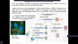 Support_Video_Biologie_Moleculaire_Régulation_Denoyelle_Partie_2_25_02_2026