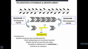 Support_Video_Biologie_Cellulaire_Denoyelle_Cytosquelette_Partie_2_27_02_2026