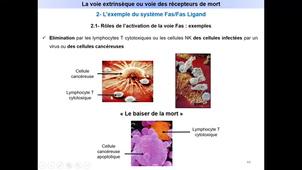 La mort cellulaire par apoptose - La voie des récepteurs de mort.mp4