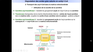 Métabolisme de acides gras - Diapos 31 à 43 - Dégradation des acides gras