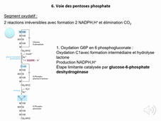 3ème partie - Glucides (voie des pentoses phosphate) - S. Allouche LAS Bio 24.09.25 - Diaporama sonorisé