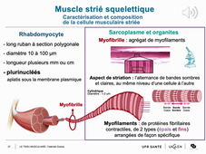 LAS Tissu musculaire.mp4