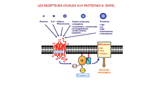 Les recepteurs couples aux proteines G