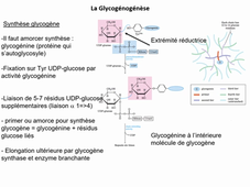glucides LAS non bio 2026 glycogène.mp4