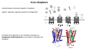 La communication cellulaire-LAS Bio 2025_Allouche.mp4