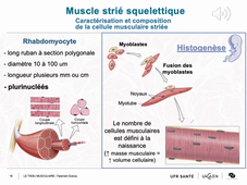 F. DUBOIS - Tissu musculaire - Partie 1