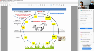 Enregistrement Parasites majeurs des herbivores - Mme NDIAYE