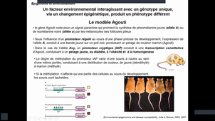 Support_PDF_Biologie_Moleculaire_Epigénétique_Denoyelle_Partie_3_06_02_2026