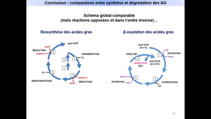 Métabolisme de acides gras - Diapos 44 à 48 - Conclusion