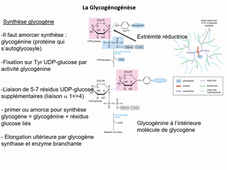 glucides_glycogene_LAS non bio_Allouche_241025