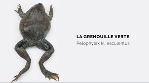 La grenouille verte | Observations anatomique et dissection