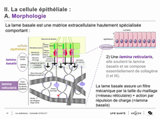 Le tissu épithélial_partie 1