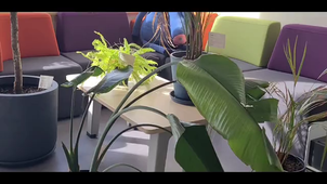 Documentaire Monstera