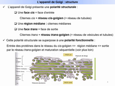 Système endomembranaire - Cours n°1 - II.2. L'appareil de Golgi - M. Villedieu - 06.02.26.mp4