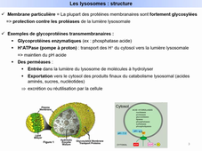 Système endomembranaire - Cours n°1 - II.3 - Les lysosomes et les endosomes - M. Villedieu - 06.02.26.mp4