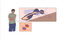 Le cycle de Plasmodium falciparum, agent du paludisme
