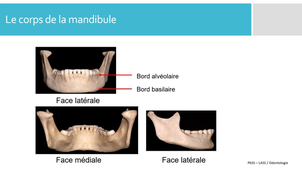 D - mandibule