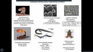 Mineure_Santé_Biologie_Cellulaire_Introduction_Denoyelle_Partie_1