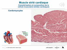 LASB-Histologie-Tissu Musculaire-Partie 2