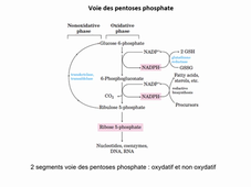 glucides_pentosesP_LAS non bio_Allouche_241025.pdf
